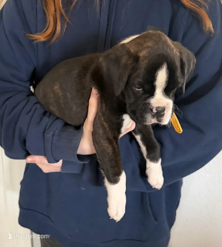 AKC Yellow – Boxer puppy for sale in Ohio, IL