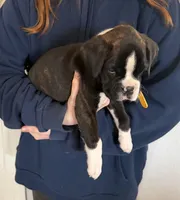 AKC Yellow, a male Boxer for sale in Orange Park, FL – Photo 3 of 10