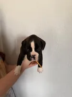 AKC Yellow, a male Boxer for sale in Ohio, IL – Photo 4 of 9