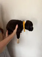 AKC Yellow, a male Boxer for sale in Ohio, IL – Photo 3 of 9