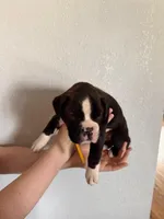 AKC Yellow, a male Boxer for sale in Ohio, IL – Photo 8 of 9