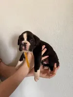 AKC Yellow, a male Boxer for sale in Ohio, IL – Photo 1 of 9