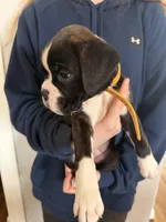 AKC Yellow, a male Boxer for sale in Orange Park, FL – Photo 9 of 10