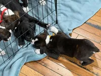 AKC Yellow, a male Boxer for sale in Orange Park, FL – Photo 10 of 10