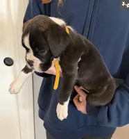 AKC Yellow, a male Boxer for sale in Orange Park, FL – Photo 4 of 10