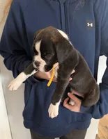 AKC Yellow, a male Boxer for sale in Orange Park, FL – Photo 5 of 10