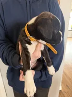 AKC Yellow, a male Boxer for sale in Orange Park, FL – Photo 7 of 10