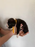 AKC Yellow, a male Boxer for sale in Ohio, IL – Photo 2 of 9