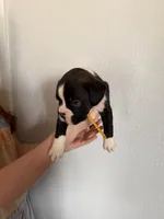 AKC Yellow, a male Boxer for sale in Ohio, IL – Photo 5 of 9