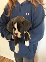 AKC Yellow, a male Boxer for sale in Orange Park, FL – Photo 8 of 10