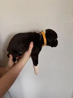 AKC Yellow, a male Boxer for sale in Ohio, IL – Photo 9 of 9