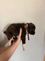 AKC Boxer Purple, a male Boxer for sale in Ohio, IL – Photo 4 of 7