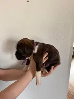 AKC Boxer Purple, a male Boxer for sale in Ohio, IL – Photo 2 of 7