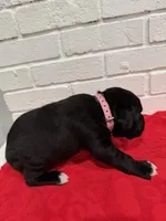 AKC Light pink, a female Boxer for sale in Ohio, IL – Photo 8 of 8