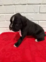 AKC Light pink, a female Boxer for sale in Ohio, IL – Photo 2 of 8