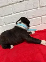 AKC Light Blue, a male Boxer for sale in Ohio, IL – Photo 4 of 10