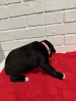 AKC Light pink, a female Boxer for sale in Ohio, IL – Photo 7 of 8