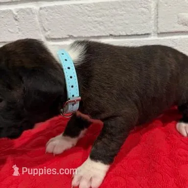 AKC Light Blue, a male Boxer for sale in Ohio, IL – Photo 10 of 10