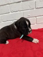 AKC Light Blue, a male Boxer for sale in Ohio, IL – Photo 3 of 10