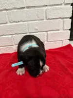 AKC Light Blue, a male Boxer for sale in Ohio, IL – Photo 7 of 10