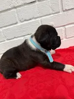 AKC Light Blue, a male Boxer for sale in Ohio, IL – Photo 1 of 10