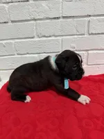 AKC Light Blue, a male Boxer for sale in Ohio, IL – Photo 9 of 10