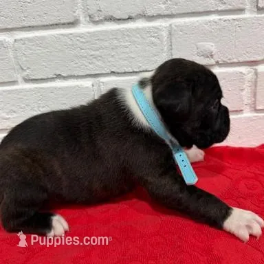 AKC Light Blue, a male Boxer for sale in Ohio, IL – Photo 2 of 10