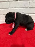 AKC Light pink, a female Boxer for sale in Ohio, IL – Photo 1 of 8