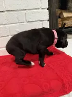 AKC Light pink, a female Boxer for sale in Ohio, IL – Photo 5 of 8