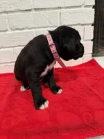 AKC Light pink, a female Boxer for sale in Ohio, IL – Photo 3 of 8