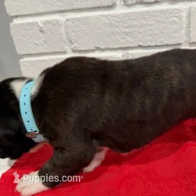 AKC Light Blue, a male Boxer for sale in Ohio, IL – Photo 8 of 10