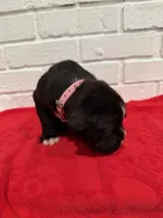 AKC Light pink, a female Boxer for sale in Ohio, IL – Photo 4 of 8