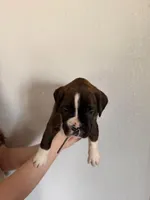 AKC Boxer Purple, a male Boxer for sale in Ohio, IL – Photo 4 of 7