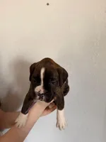 AKC Boxer Purple, a male Boxer for sale in Ohio, IL – Photo 3 of 7