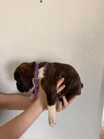 AKC Boxer Purple, a male Boxer for sale in Ohio, IL – Photo 6 of 7