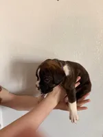 AKC Boxer Purple, a male Boxer for sale in Ohio, IL – Photo 7 of 7