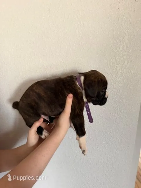 AKC Boxer Purple