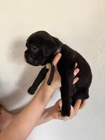 AKC Black, a male Boxer for sale in Ohio, IL – Photo 1 of 10