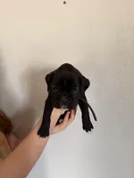 AKC Black, a male Boxer for sale in Ohio, IL – Photo 5 of 10