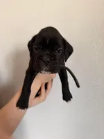 AKC Black, a male Boxer for sale in Ohio, IL – Photo 2 of 10