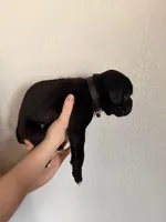 AKC Black, a male Boxer for sale in Ohio, IL – Photo 10 of 10