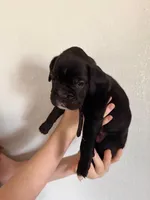 AKC Black, a male Boxer for sale in Ohio, IL – Photo 3 of 10