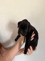 AKC Black, a male Boxer for sale in Ohio, IL – Photo 7 of 10