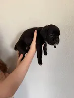 AKC Black, a male Boxer for sale in Ohio, IL – Photo 4 of 10