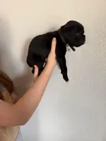 AKC Black, a male Boxer for sale in Ohio, IL – Photo 9 of 10