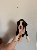 AKC Dark Blue, a male Boxer for sale in Ohio, IL – Photo 6 of 9