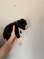 AKC Dark Blue, a male Boxer for sale in Ohio, IL – Photo 4 of 9