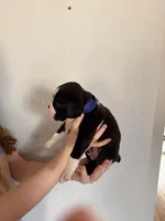 AKC Dark Blue, a male Boxer for sale in Ohio, IL – Photo 9 of 9