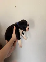 AKC Dark Blue, a male Boxer for sale in Ohio, IL – Photo 5 of 9