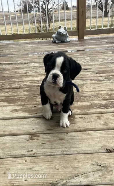 AKC Dark Blue – Boxer puppy for sale in Ohio, IL